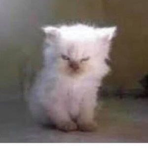 Meet your Posher, Lesly